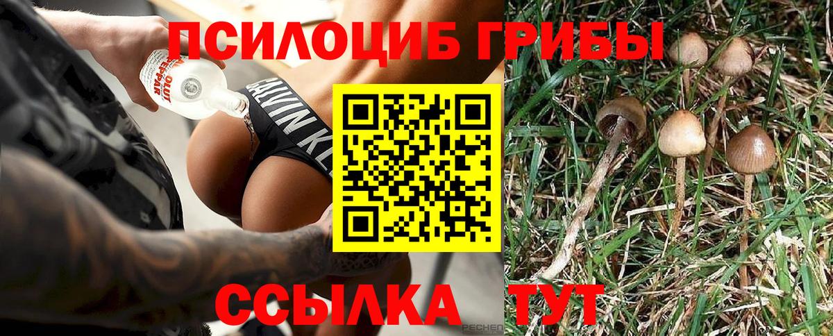 Псилоцибиновые грибы Psilocybe Курган