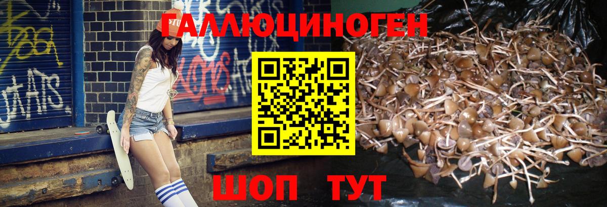 Курган  Псилоцибиновые грибы Psilocybine cubensis  Вход с VPN 